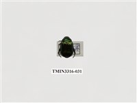 藏品(豔金龜)的圖片